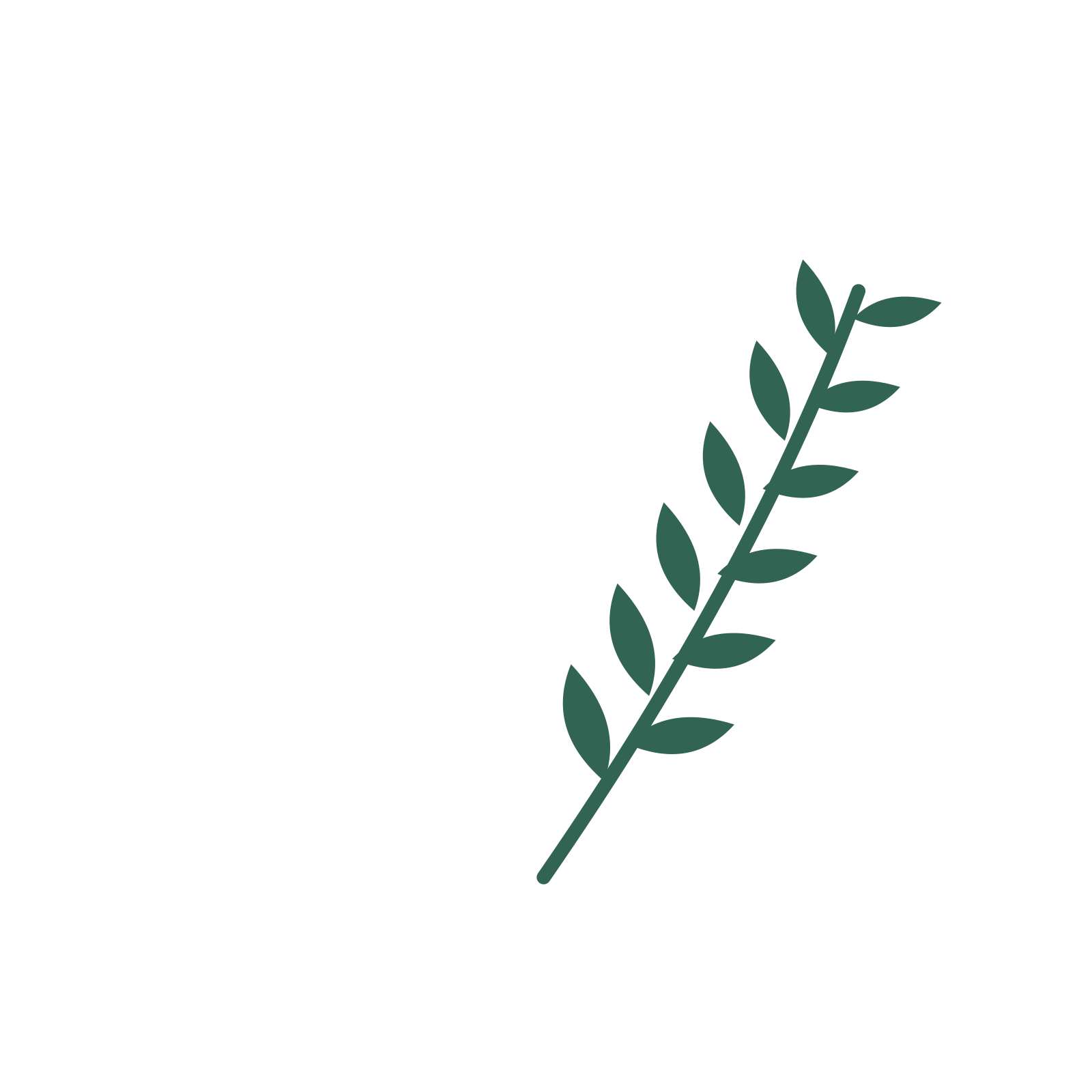 Olive foliage in an arching arrangement, with 6 pairs of leaves on each stem.