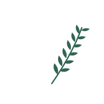 Olive foliage in an arching arrangement, with 6 pairs of leaves on each stem.