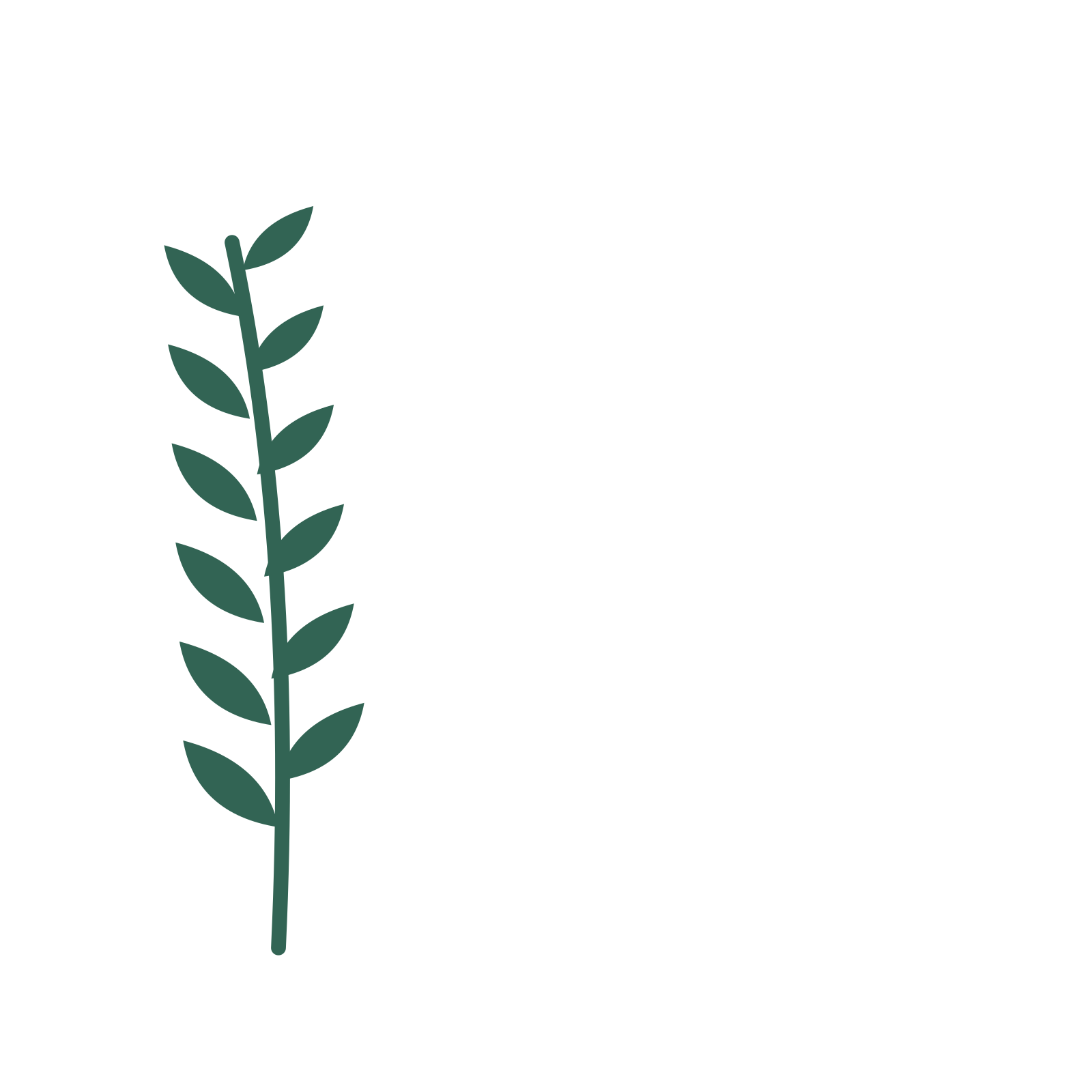 Olive foliage in an corner arrangement, with 6 pairs of leaves on each stem.