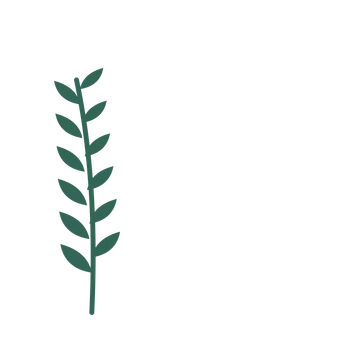 Olive foliage in an corner arrangement, with 6 pairs of leaves on each stem.