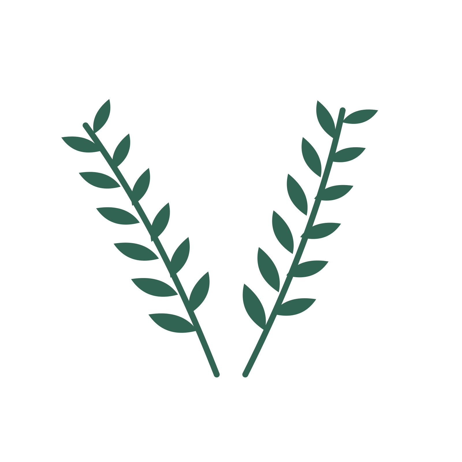 Olive foliage in an paired arrangement, with 6 pairs of leaves on each stem.