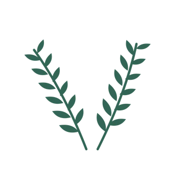 Olive foliage in an paired arrangement, with 6 pairs of leaves on each stem.