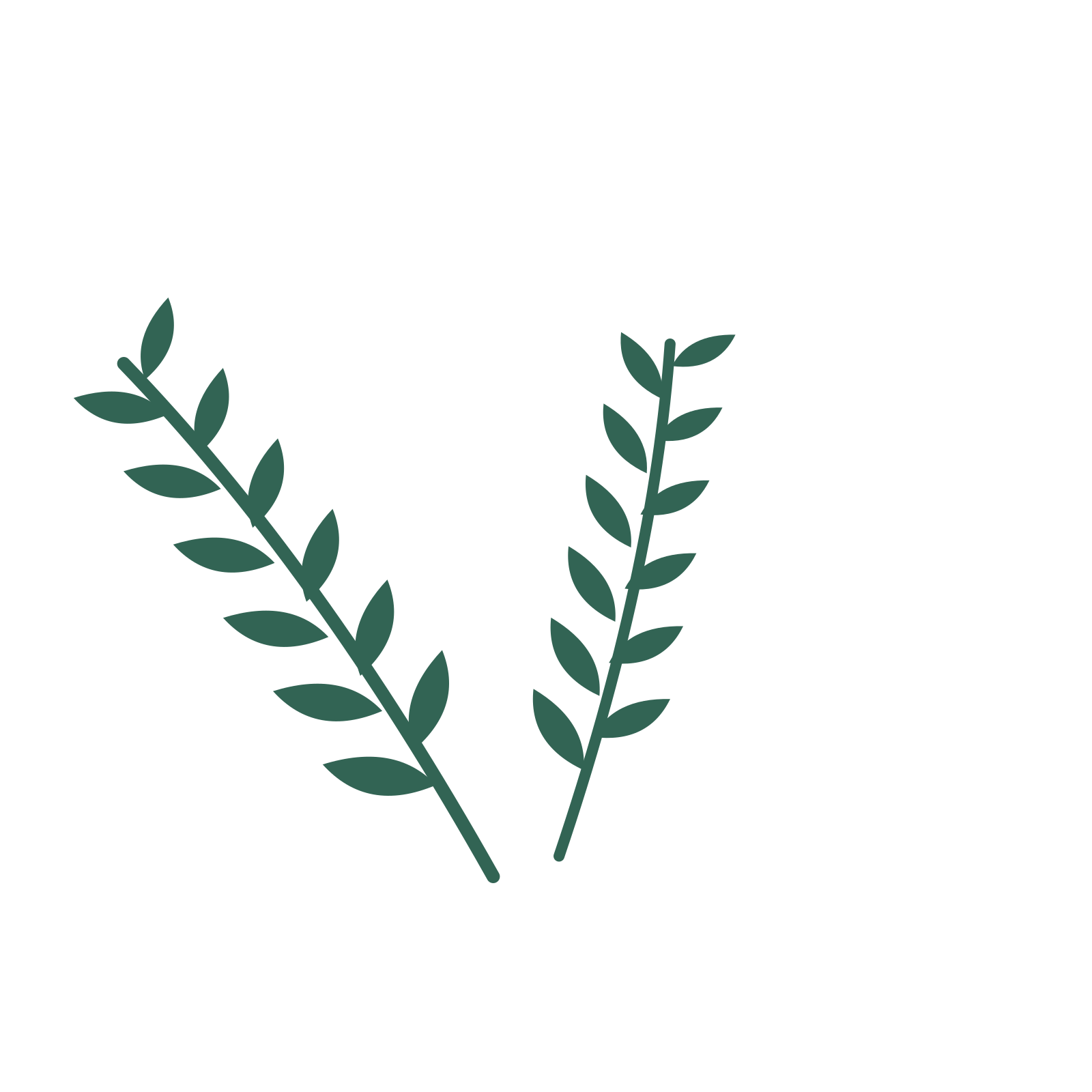 Olive foliage in an spray arrangement, with 6 pairs of leaves on each stem.