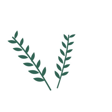 Olive foliage in an spray arrangement, with 6 pairs of leaves on each stem.