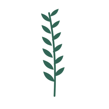 Olive foliage in an upright arrangement, with 6 pairs of leaves on each stem.