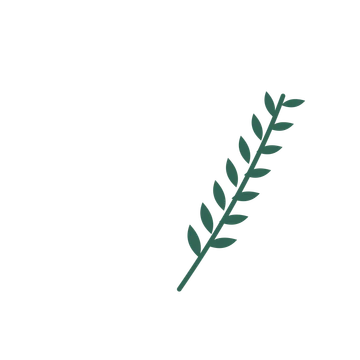 Olive foliage in an arching arrangement, with 7 pairs of leaves on each stem.