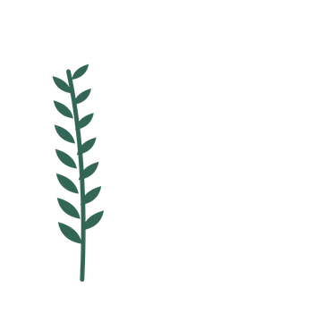 Olive foliage in an corner arrangement, with 7 pairs of leaves on each stem.