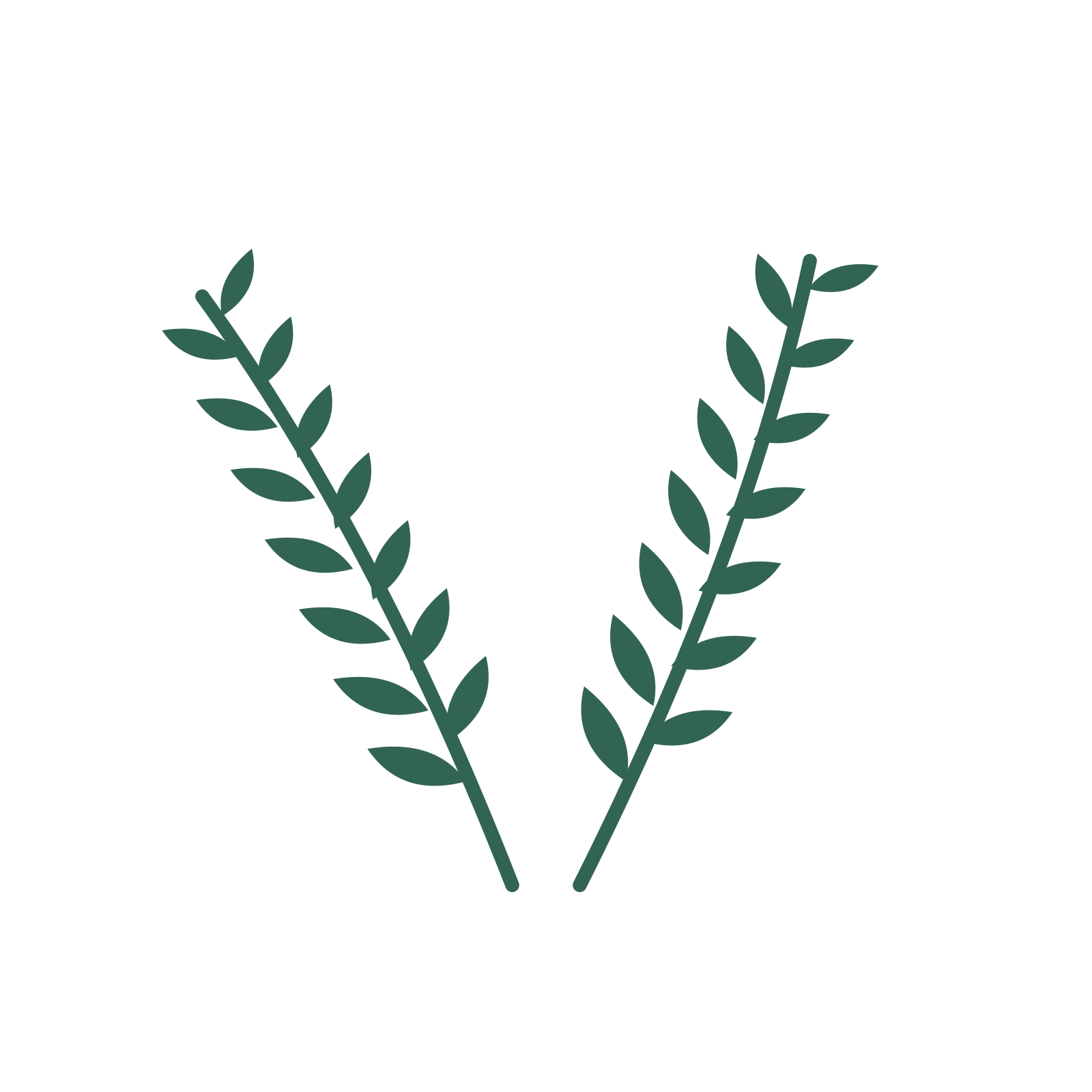 Olive foliage in an paired arrangement, with 7 pairs of leaves on each stem.