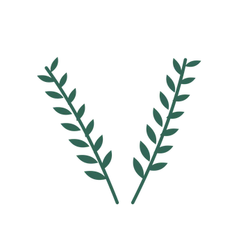 Olive foliage in an paired arrangement, with 7 pairs of leaves on each stem.