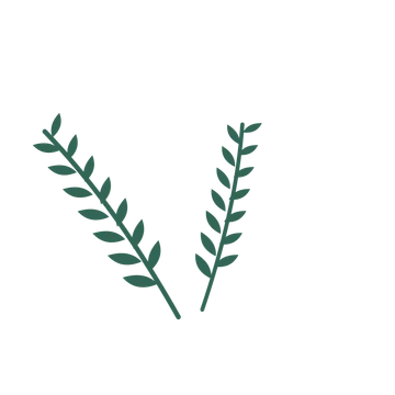 Olive foliage in an spray arrangement, with 7 pairs of leaves on each stem.