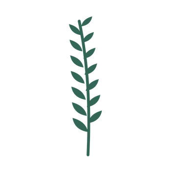 Olive foliage in an upright arrangement, with 7 pairs of leaves on each stem.