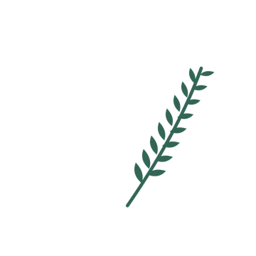 Olive foliage in an arching arrangement, with 8 pairs of leaves on each stem.