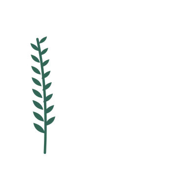 Olive foliage in an corner arrangement, with 8 pairs of leaves on each stem.