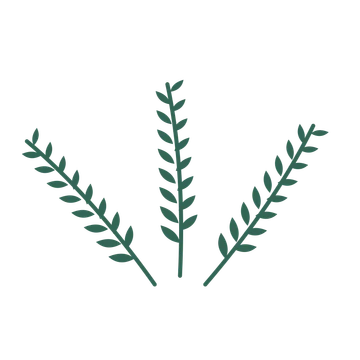 Olive foliage in an fan arrangement, with 8 pairs of leaves on each stem.