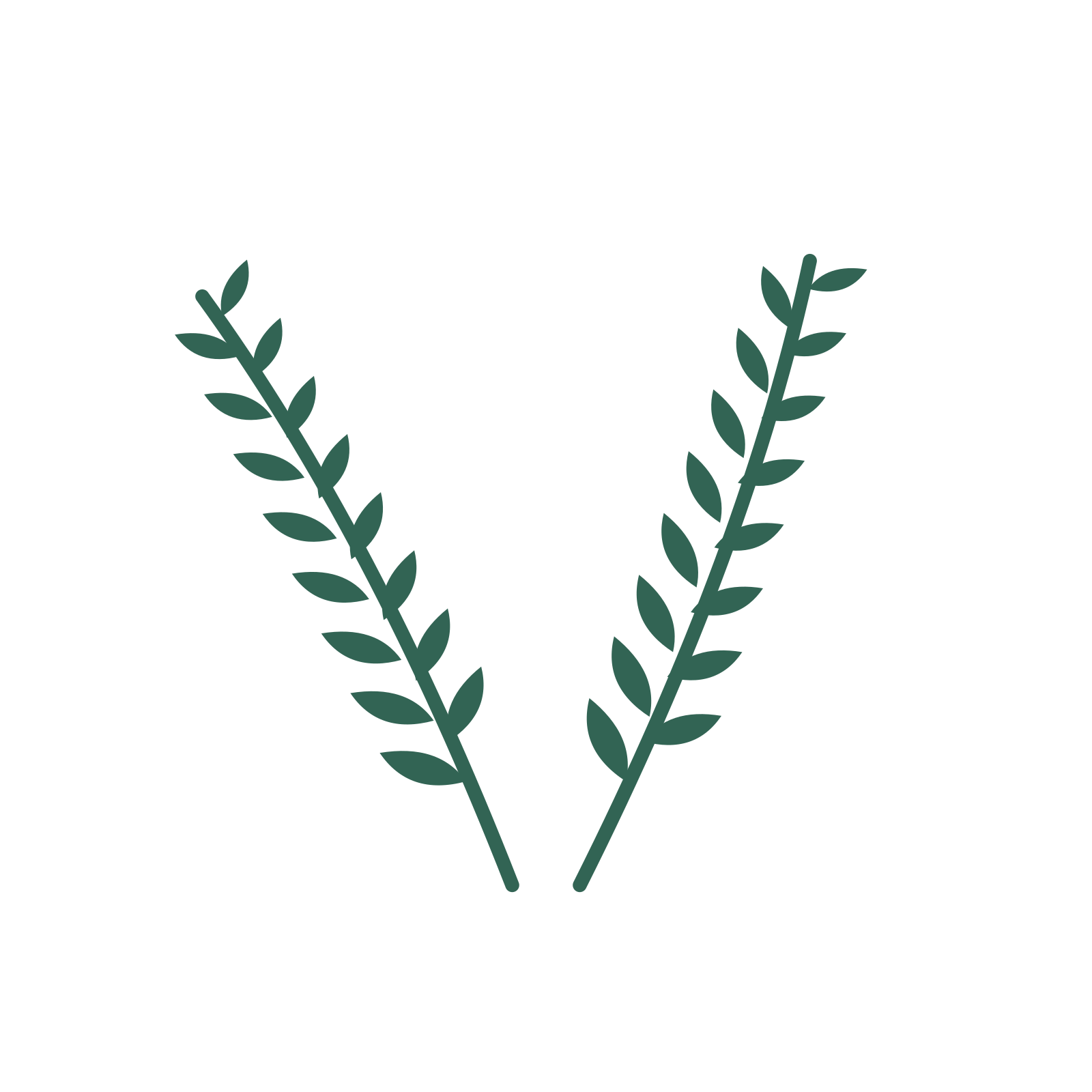 Olive foliage in an paired arrangement, with 8 pairs of leaves on each stem.