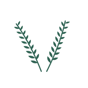 Olive foliage in an paired arrangement, with 8 pairs of leaves on each stem.