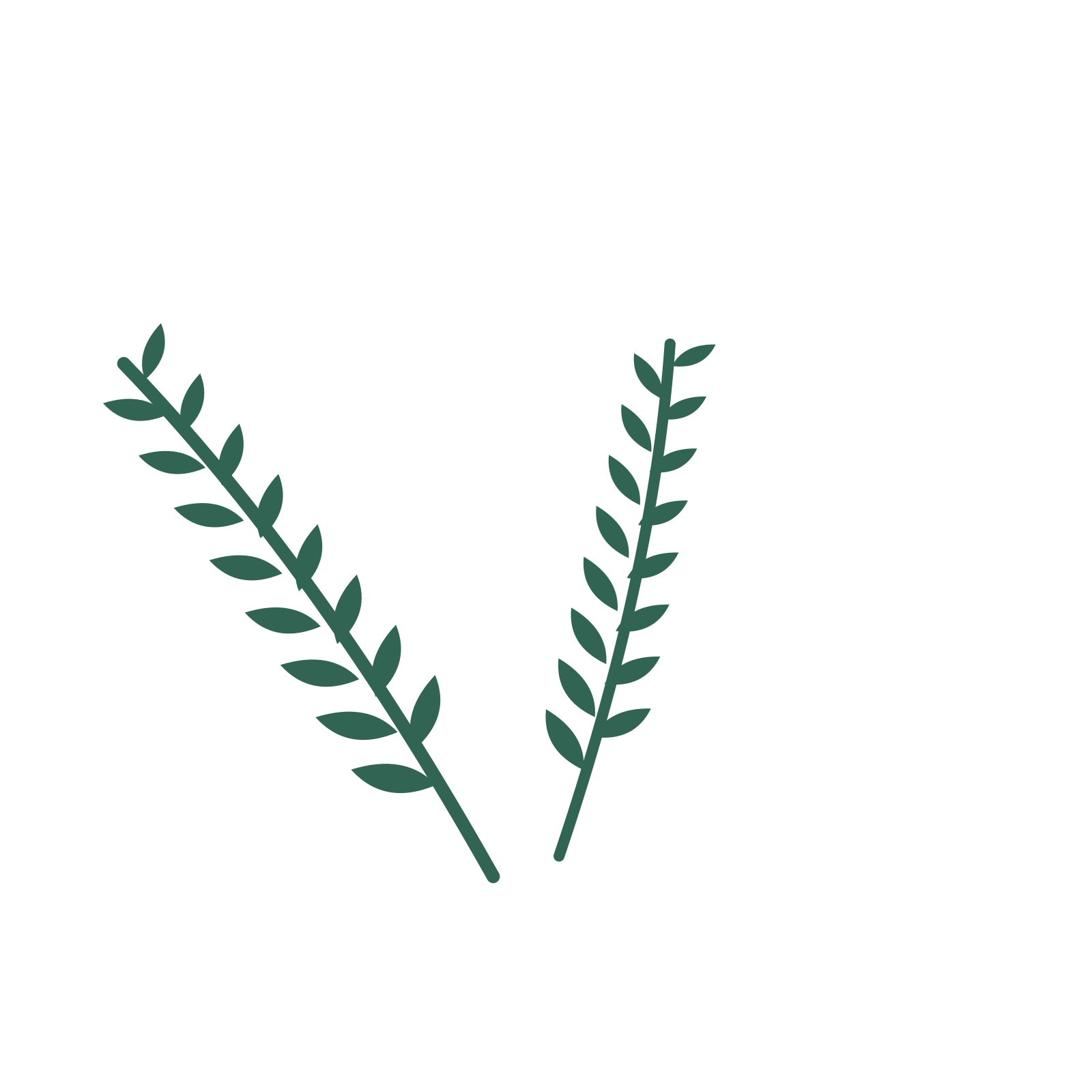 Olive foliage in an spray arrangement, with 8 pairs of leaves on each stem.