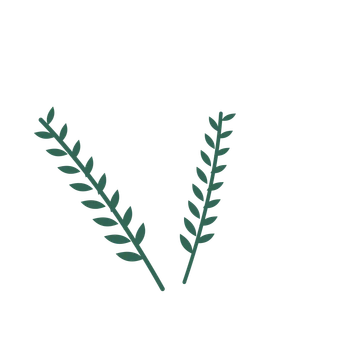 Olive foliage in an spray arrangement, with 8 pairs of leaves on each stem.