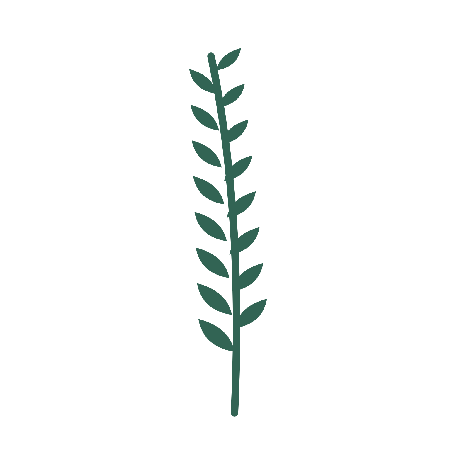 Olive foliage in an upright arrangement, with 8 pairs of leaves on each stem.