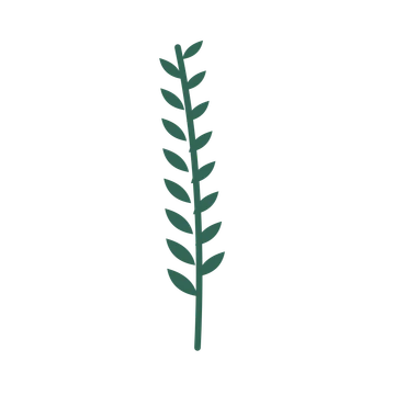 Olive foliage in an upright arrangement, with 8 pairs of leaves on each stem.