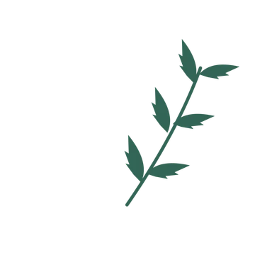 Palm foliage in an arching arrangement, with 3 pairs of leaves on each stem.