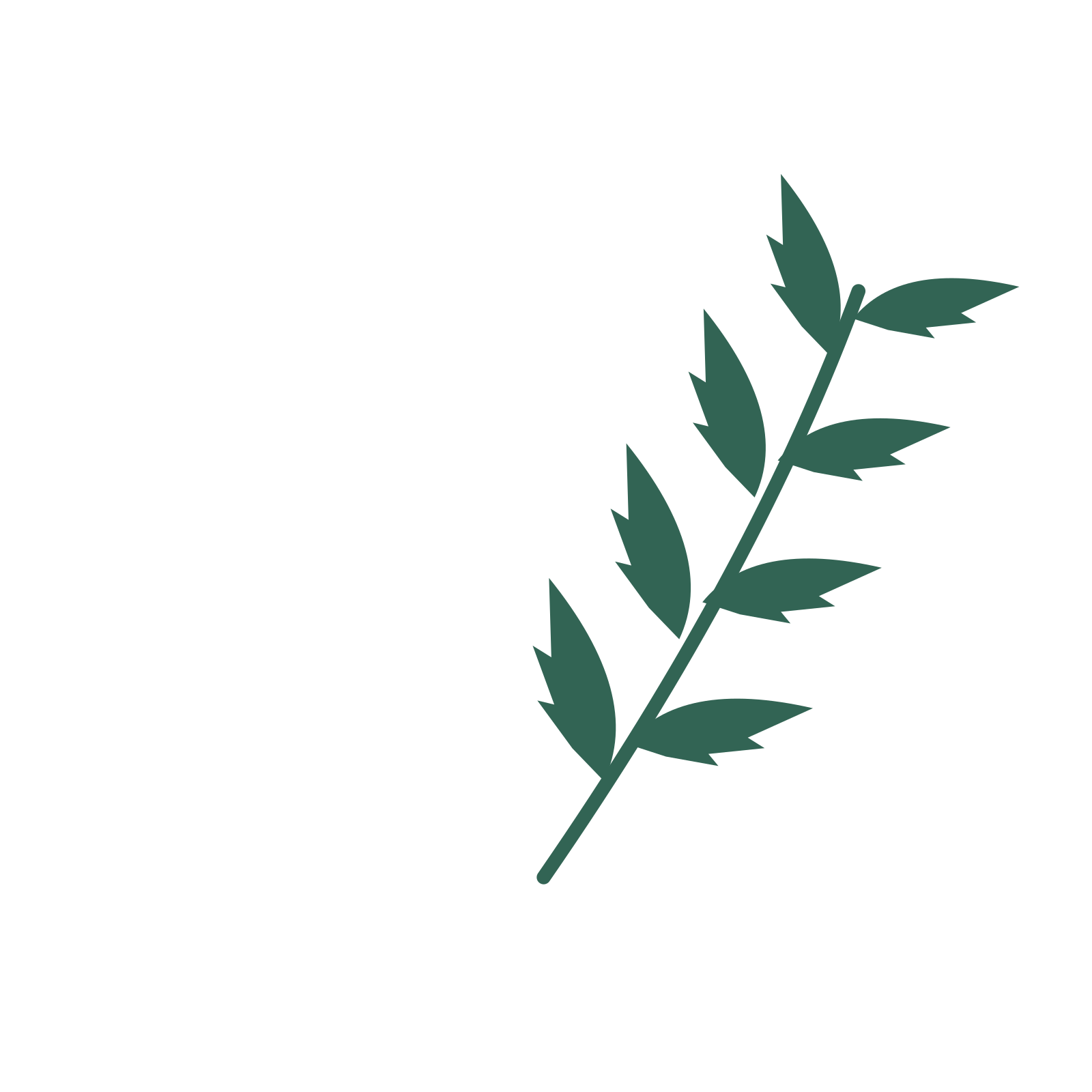 Palm foliage in an arching arrangement, with 4 pairs of leaves on each stem.