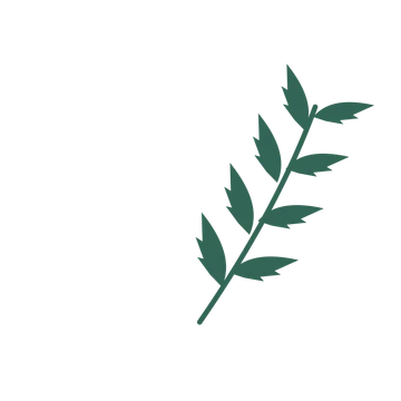 Palm foliage in an arching arrangement, with 4 pairs of leaves on each stem.