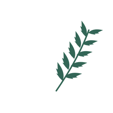 Palm foliage in an arching arrangement, with 5 pairs of leaves on each stem.