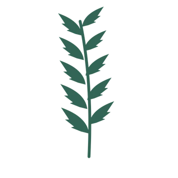 Palm foliage in an upright arrangement, with 5 pairs of leaves on each stem.