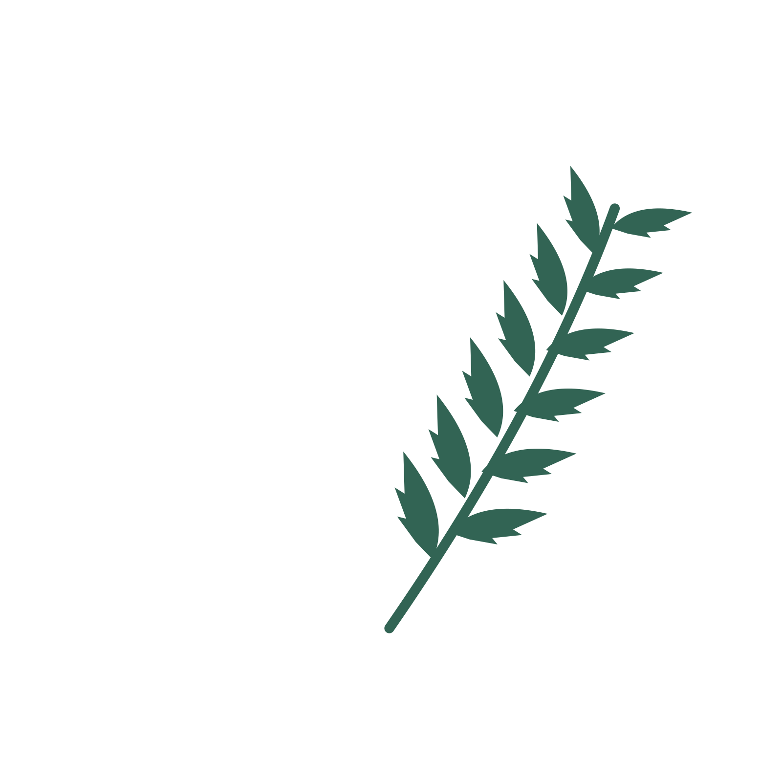 Palm foliage in an arching arrangement, with 6 pairs of leaves on each stem.