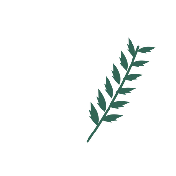 Palm foliage in an arching arrangement, with 6 pairs of leaves on each stem.
