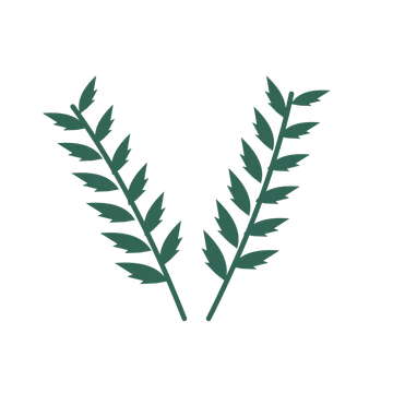 Palm foliage in an paired arrangement, with 6 pairs of leaves on each stem.