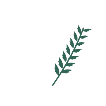 Palm foliage in an arching arrangement, with 7 pairs of leaves on each stem.