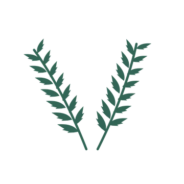 Palm foliage in an paired arrangement, with 7 pairs of leaves on each stem.