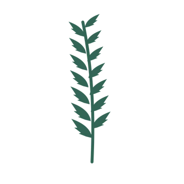 Palm foliage in an upright arrangement, with 7 pairs of leaves on each stem.