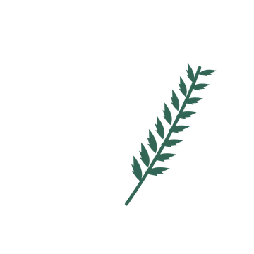 Palm foliage in an arching arrangement, with 8 pairs of leaves on each stem.