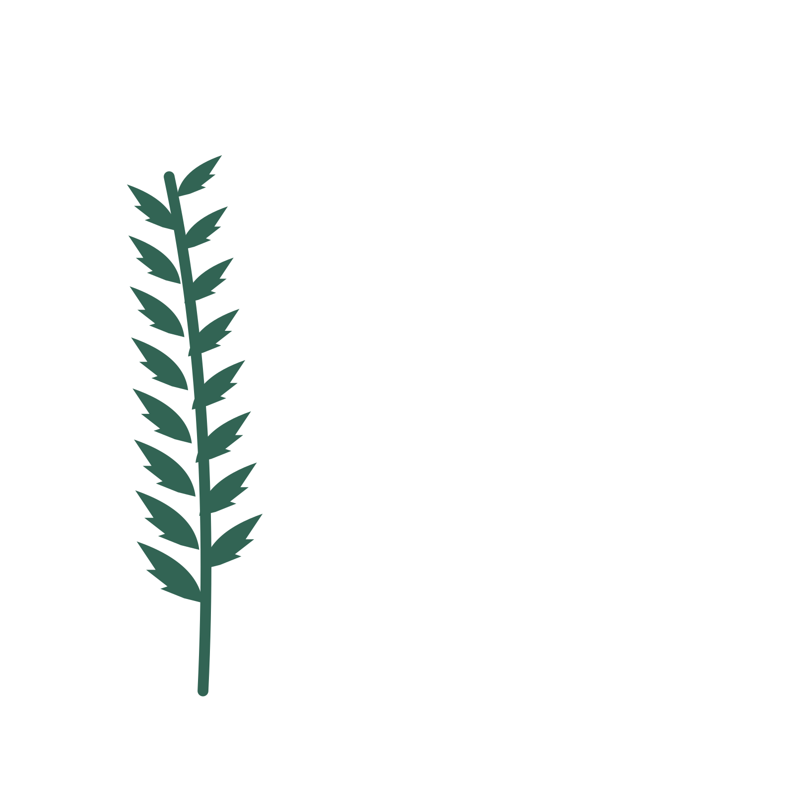 Palm foliage in an corner arrangement, with 8 pairs of leaves on each stem.