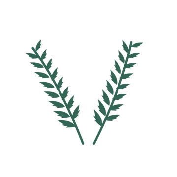 Palm foliage in an paired arrangement, with 8 pairs of leaves on each stem.