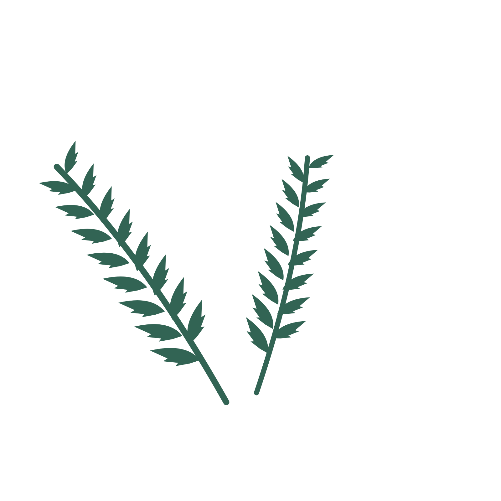 Palm foliage in an spray arrangement, with 8 pairs of leaves on each stem.