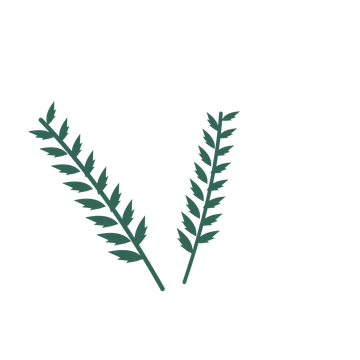 Palm foliage in an spray arrangement, with 8 pairs of leaves on each stem.