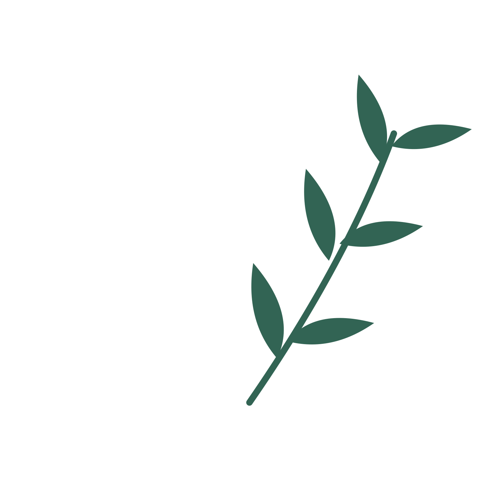 Willow foliage in an arching arrangement, with 3 pairs of leaves on each stem.