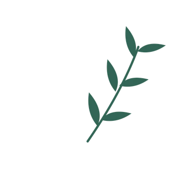 Willow foliage in an arching arrangement, with 3 pairs of leaves on each stem.