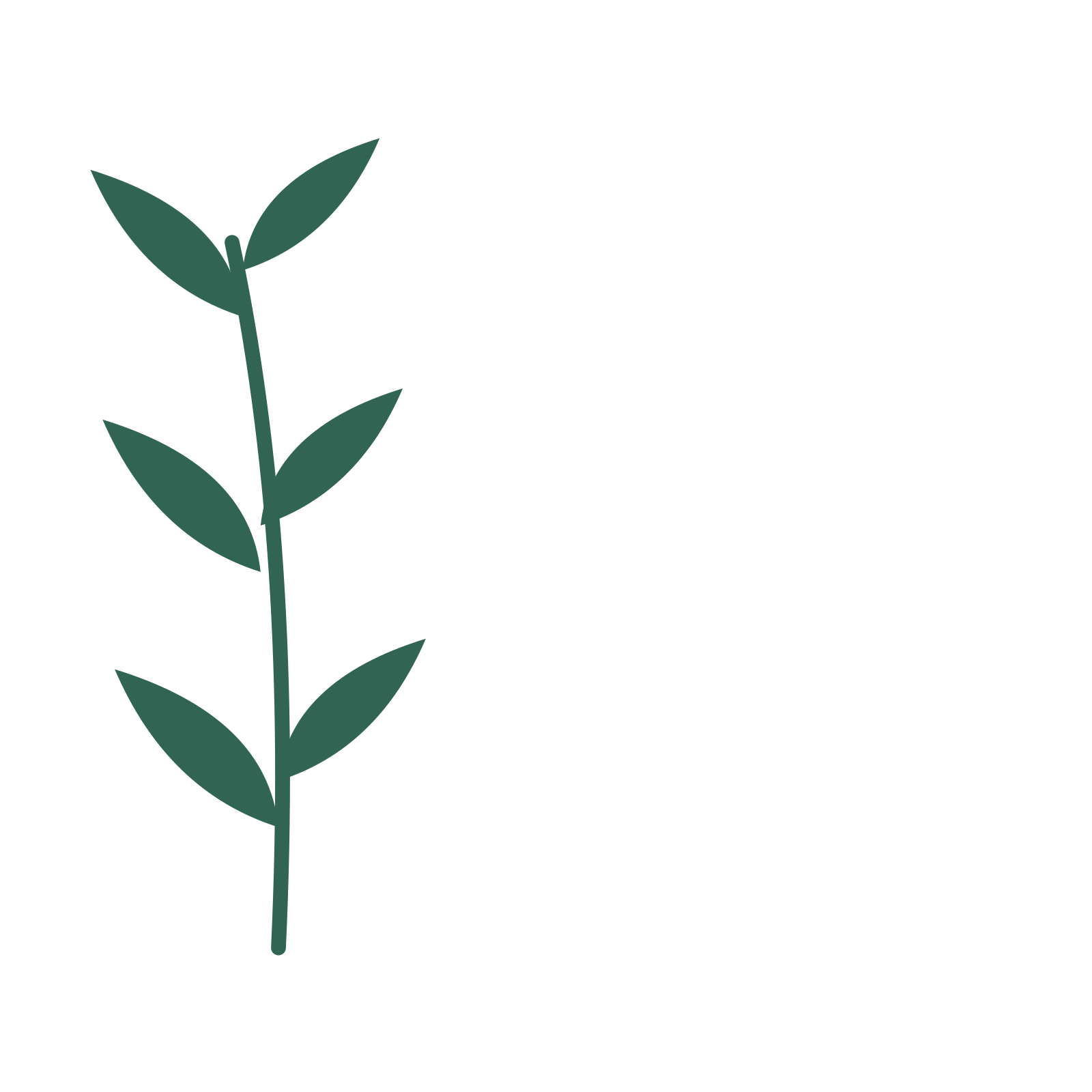 Willow foliage in an corner arrangement, with 3 pairs of leaves on each stem.