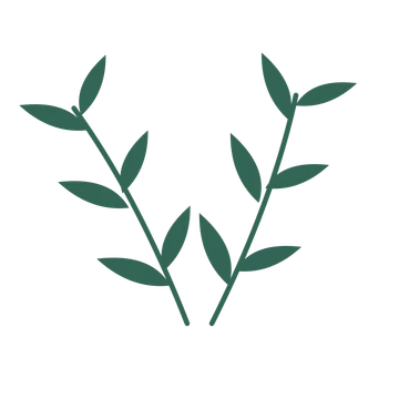 Willow foliage in an paired arrangement, with 3 pairs of leaves on each stem.