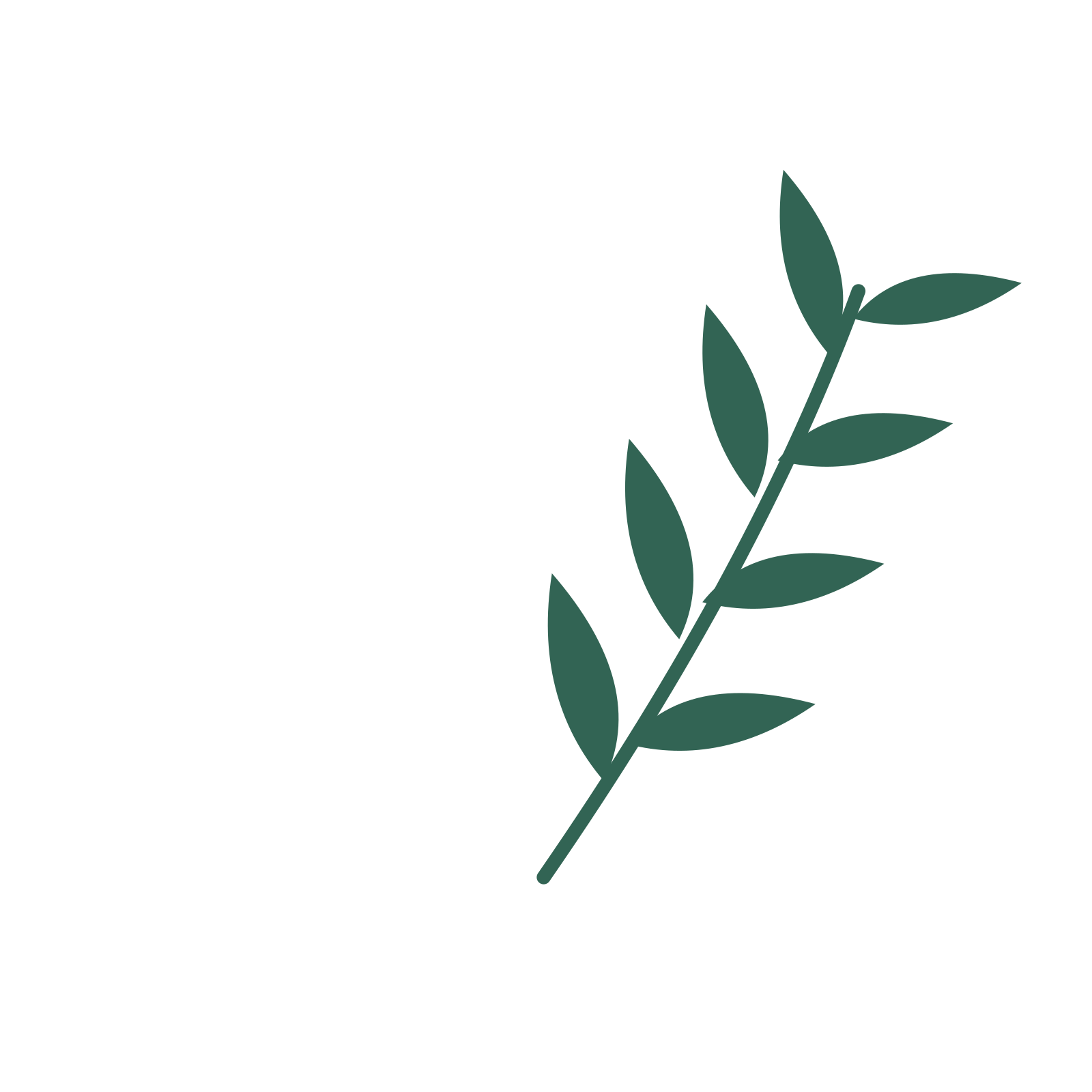 Willow foliage in an arching arrangement, with 4 pairs of leaves on each stem.