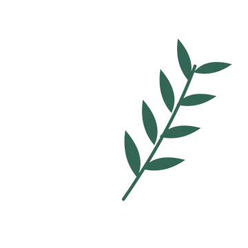 Willow foliage in an arching arrangement, with 4 pairs of leaves on each stem.