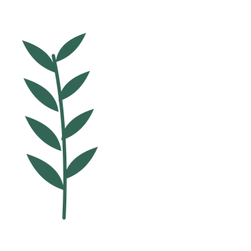 Willow foliage in an corner arrangement, with 4 pairs of leaves on each stem.