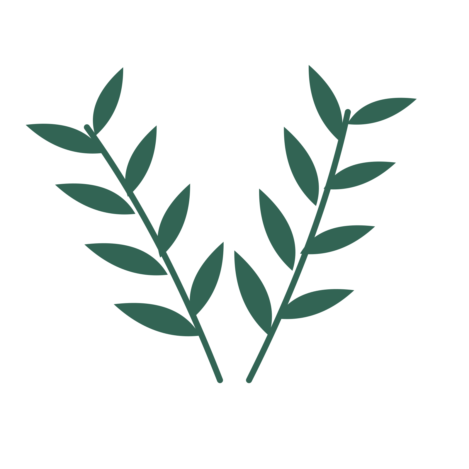 Willow foliage in an paired arrangement, with 4 pairs of leaves on each stem.