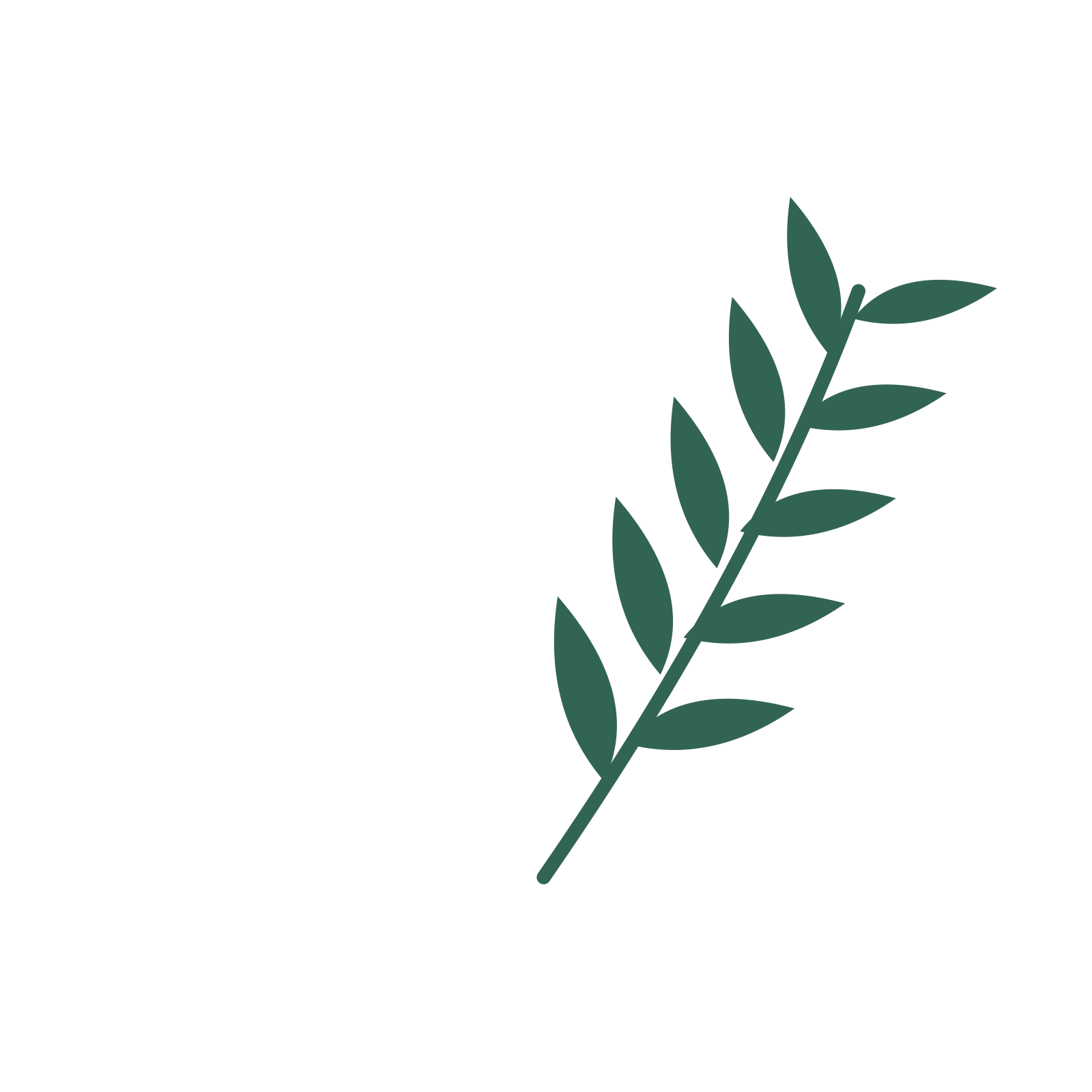 Willow foliage in an arching arrangement, with 5 pairs of leaves on each stem.