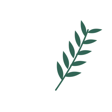 Willow foliage in an arching arrangement, with 5 pairs of leaves on each stem.
